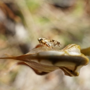 Oligochaetochilus hamatus at Canberra Central, ACT - suppressed