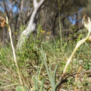 Oligochaetochilus hamatus at Canberra Central, ACT - 18 Oct 2014