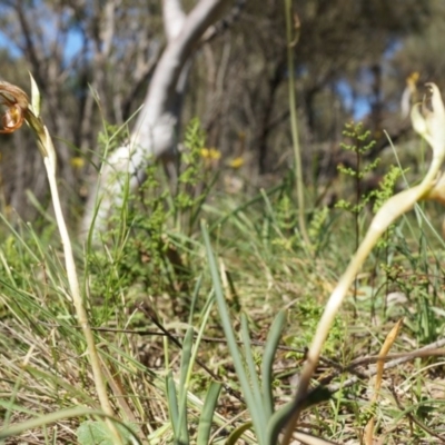 Oligochaetochilus hamatus (Southern Hooked Rustyhood) at Mount Majura - 18 Oct 2014 by AaronClausen