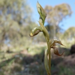 Oligochaetochilus hamatus at Canberra Central, ACT - 18 Oct 2014