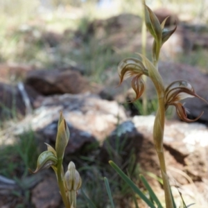 Oligochaetochilus hamatus at Canberra Central, ACT - 18 Oct 2014