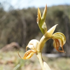 Oligochaetochilus hamatus at Canberra Central, ACT - 18 Oct 2014