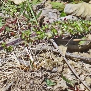 Acaena x ovina at Paddys River, ACT - 18 Oct 2014