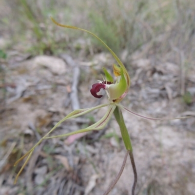 Caladenia atrovespa (Green-comb Spider Orchid) at Conder, ACT - 12 Oct 2014 by MichaelBedingfield