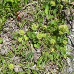 Hydrocotyle laxiflora (Stinking Pennywort) at Paddys River, ACT - 18 Oct 2014 by galah681