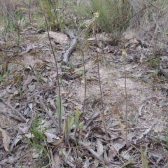 Caladenia atrovespa (Green-comb Spider Orchid) at Conder, ACT - 12 Oct 2014 by MichaelBedingfield
