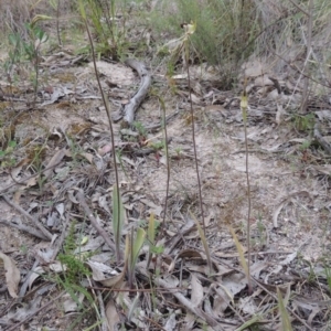 Caladenia atrovespa at Conder, ACT - 12 Oct 2014