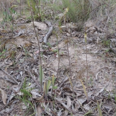 Caladenia atrovespa (Green-comb Spider Orchid) at Conder, ACT - 12 Oct 2014 by MichaelBedingfield