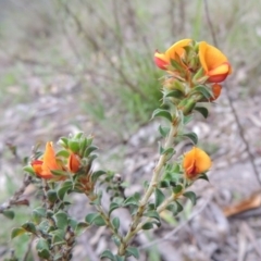 Pultenaea procumbens (Bush Pea) at Conder, ACT - 12 Oct 2014 by MichaelBedingfield