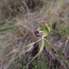 Caladenia atrovespa (Green-comb Spider Orchid) at Conder, ACT - 12 Oct 2014 by MichaelBedingfield