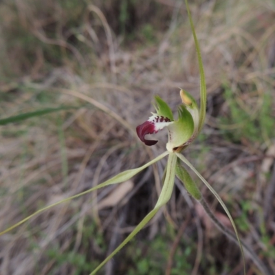 Caladenia atrovespa (Green-comb Spider Orchid) at Conder, ACT - 12 Oct 2014 by michaelb