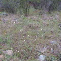 Stackhousia monogyna (Creamy Candles) at Greenway, ACT - 13 Oct 2014 by MichaelBedingfield