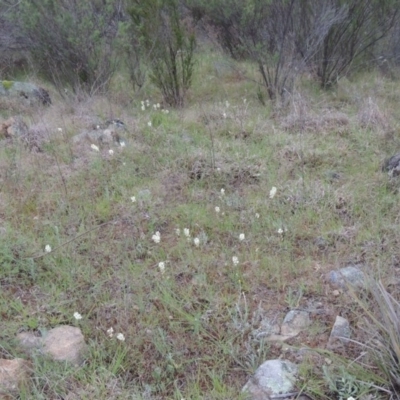 Stackhousia monogyna (Creamy Candles) at Greenway, ACT - 13 Oct 2014 by MichaelBedingfield