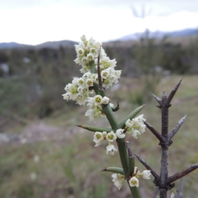 Discaria pubescens (Australian Anchor Plant) at Greenway, ACT - 13 Oct 2014 by michaelb