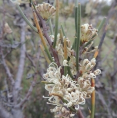 Hakea microcarpa (Small-fruit Hakea) at Pine Island to Point Hut - 13 Oct 2014 by MichaelBedingfield