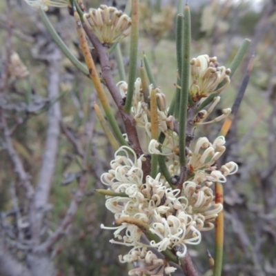 Hakea microcarpa (Small-fruit Hakea) at Greenway, ACT - 13 Oct 2014 by MichaelBedingfield