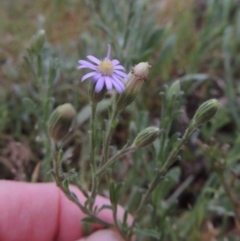 Vittadinia cuneata var. cuneata (Fuzzy New Holland Daisy) at Pine Island to Point Hut - 13 Oct 2014 by MichaelBedingfield