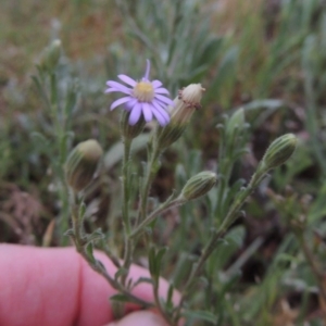 Vittadinia cuneata var. cuneata at Greenway, ACT - 13 Oct 2014 06:30 PM