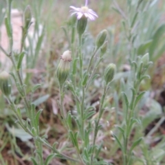 Vittadinia cuneata var. cuneata at Greenway, ACT - 13 Oct 2014 06:30 PM