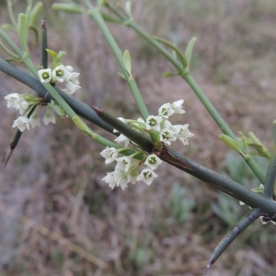 Discaria pubescens (Australian Anchor Plant) at Pine Island to Point Hut - 13 Oct 2014 by MichaelBedingfield