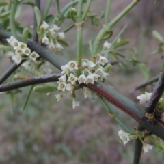 Discaria pubescens (Australian Anchor Plant) at Pine Island to Point Hut - 13 Oct 2014 by MichaelBedingfield