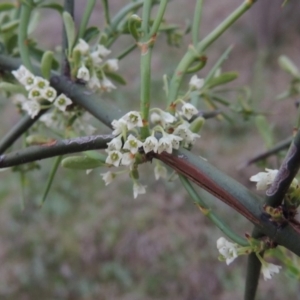 Discaria pubescens at Greenway, ACT - 13 Oct 2014