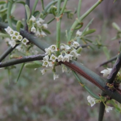 Discaria pubescens (Australian Anchor Plant) at Greenway, ACT - 13 Oct 2014 by MichaelBedingfield