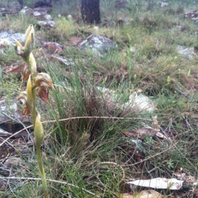 Oligochaetochilus hamatus (Southern Hooked Rustyhood) at Mount Majura - 13 Oct 2014 by LukeMcElhinney