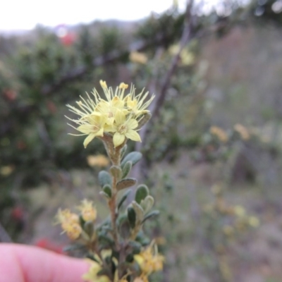 Phebalium squamulosum subsp. ozothamnoides (Alpine Phebalium, Scaly Phebalium) at Bonython, ACT - 13 Oct 2014 by michaelb