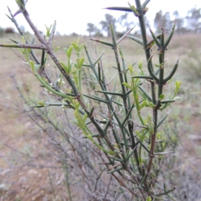 Discaria pubescens (Australian Anchor Plant) at Pine Island to Point Hut - 13 Oct 2014 by MichaelBedingfield