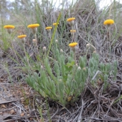 Leptorhynchos squamatus (Scaly Buttons) at Bonython, ACT - 13 Oct 2014 by MichaelBedingfield