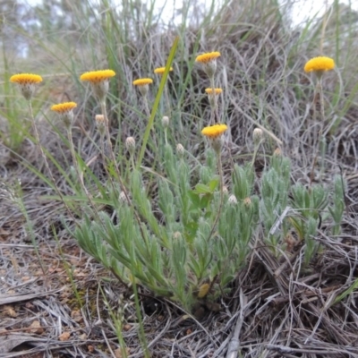 Leptorhynchos squamatus (Scaly Buttons) at Bonython, ACT - 13 Oct 2014 by michaelb