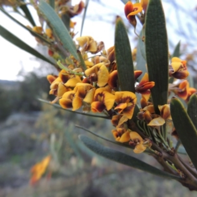 Daviesia mimosoides (Bitter Pea) at Bonython, ACT - 13 Oct 2014 by MichaelBedingfield