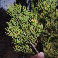 Callitris endlicheri (Black Cypress Pine) at Pine Island to Point Hut - 13 Oct 2014 by michaelb