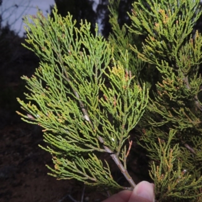 Callitris endlicheri (Black Cypress Pine) at Pine Island to Point Hut - 13 Oct 2014 by MichaelBedingfield