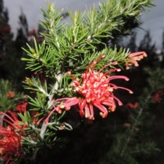 Grevillea juniperina (Grevillea) at Bonython, ACT - 13 Oct 2014 by MichaelBedingfield