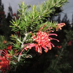 Grevillea juniperina (Grevillea) at Pine Island to Point Hut - 13 Oct 2014 by MichaelBedingfield