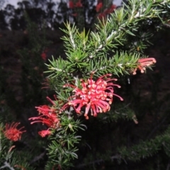 Grevillea juniperina at Bonython, ACT - 13 Oct 2014