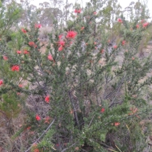 Grevillea juniperina at Bonython, ACT - 13 Oct 2014