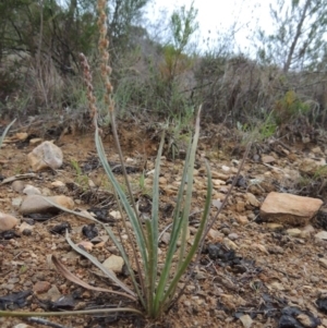 Plantago gaudichaudii at Bonython, ACT - 13 Oct 2014