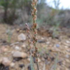 Plantago gaudichaudii at Bonython, ACT - 13 Oct 2014