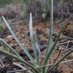 Plantago gaudichaudii at Bonython, ACT - 13 Oct 2014