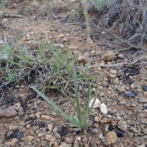 Plantago gaudichaudii at Bonython, ACT - 13 Oct 2014 07:09 PM