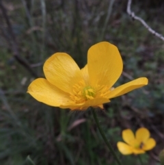 Ranunculus lappaceus (Australian Buttercup) at Conder, ACT - 12 Oct 2014 by MichaelBedingfield