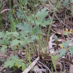 Ranunculus lappaceus at Conder, ACT - 12 Oct 2014