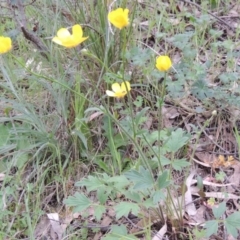 Ranunculus lappaceus at Conder, ACT - 12 Oct 2014