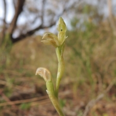 Hymenochilus cycnocephalus (Swan greenhood) at Conder, ACT - 12 Oct 2014 by MichaelBedingfield