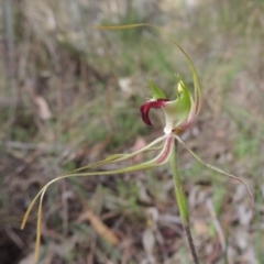Caladenia atrovespa (Green-comb Spider Orchid) at Conder, ACT - 12 Oct 2014 by MichaelBedingfield