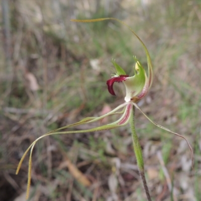 Caladenia atrovespa (Green-comb Spider Orchid) at Conder, ACT - 12 Oct 2014 by michaelb