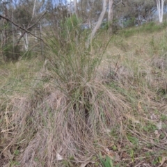 Rytidosperma pallidum (Red-anther Wallaby Grass) at Conder, ACT - 12 Oct 2014 by MichaelBedingfield